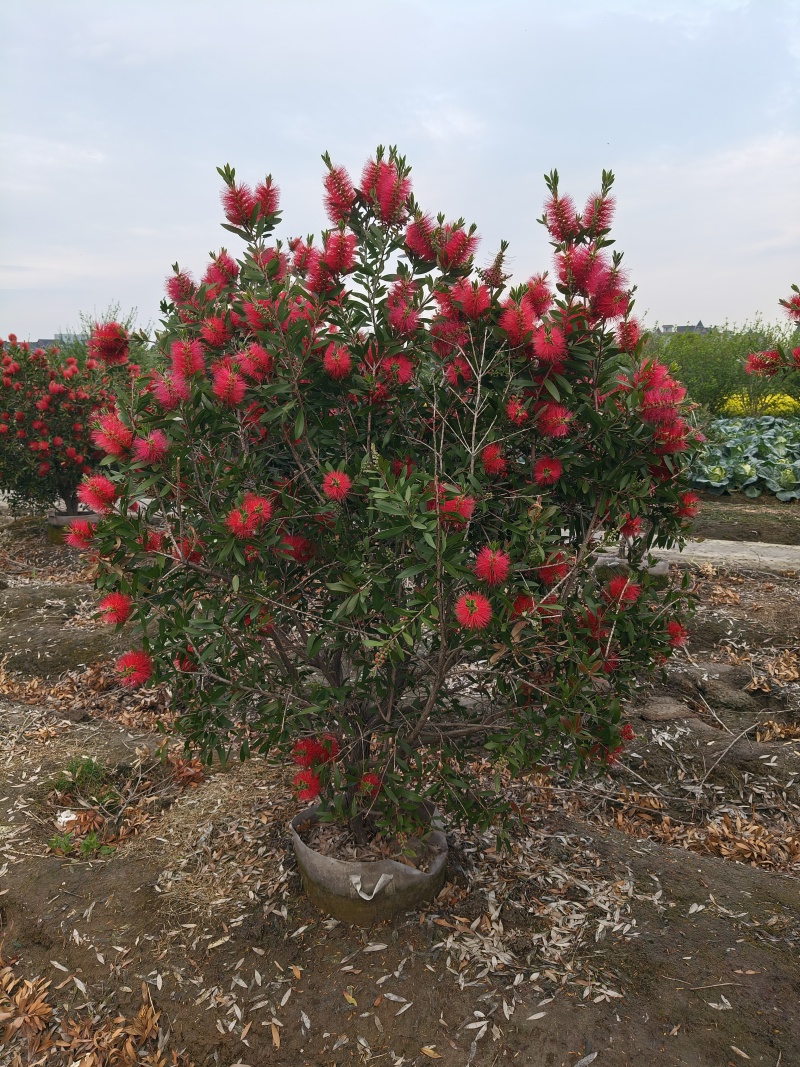 红千层30美植袋，冠幅1m、1.2m、1.5m，欢迎订购
