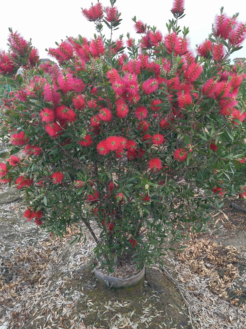 红千层30美植袋，冠幅1m、1.2m、1.5m，欢迎订购