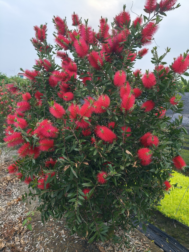 红千层30美植袋，冠幅1m、1.2m、1.5m，欢迎订购