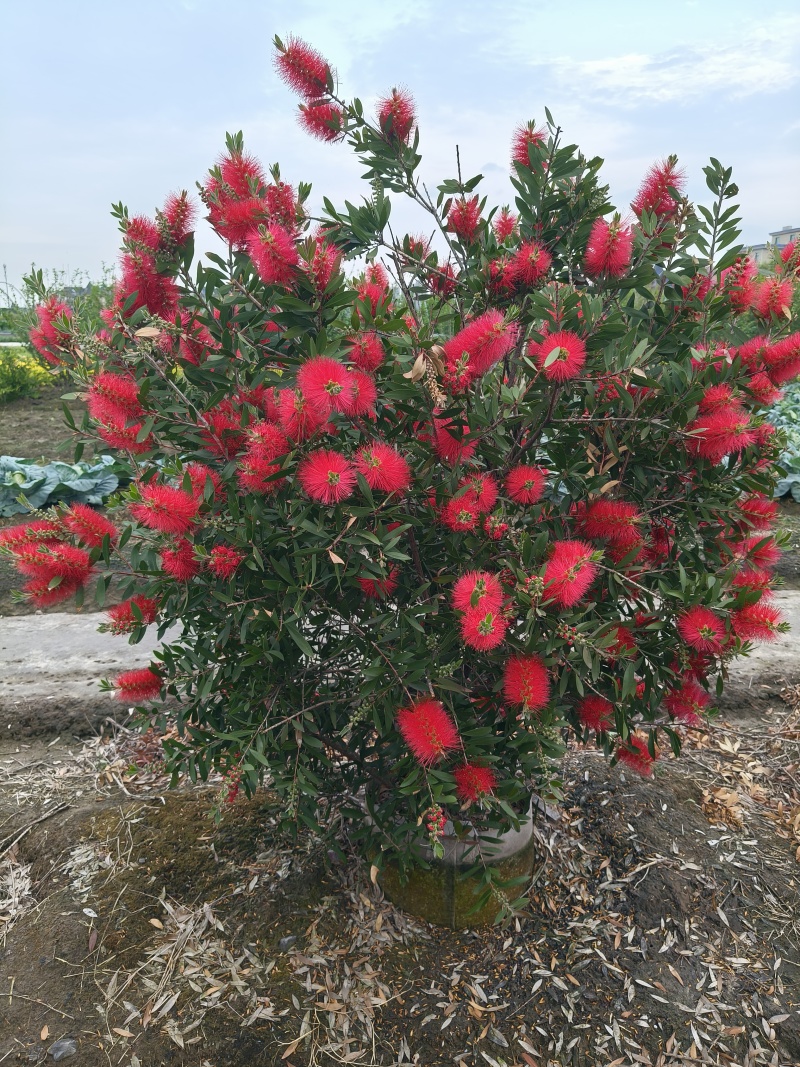 红千层30美植袋，冠幅1m、1.2m、1.5m，欢迎订购