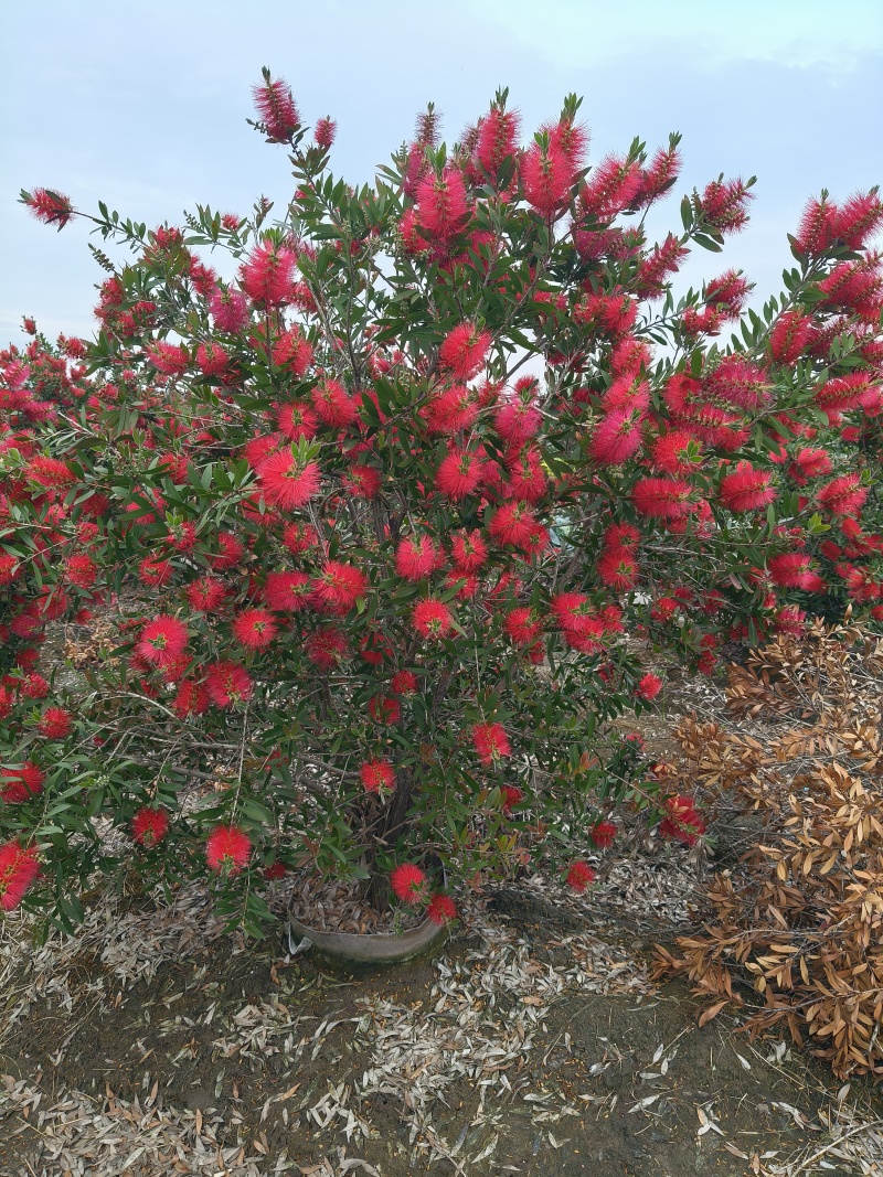 红千层30美植袋，冠幅1m、1.2m、1.5m，欢迎订购
