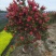 红千层30美植袋，冠幅1m、1.2m、1.5m，欢迎订购