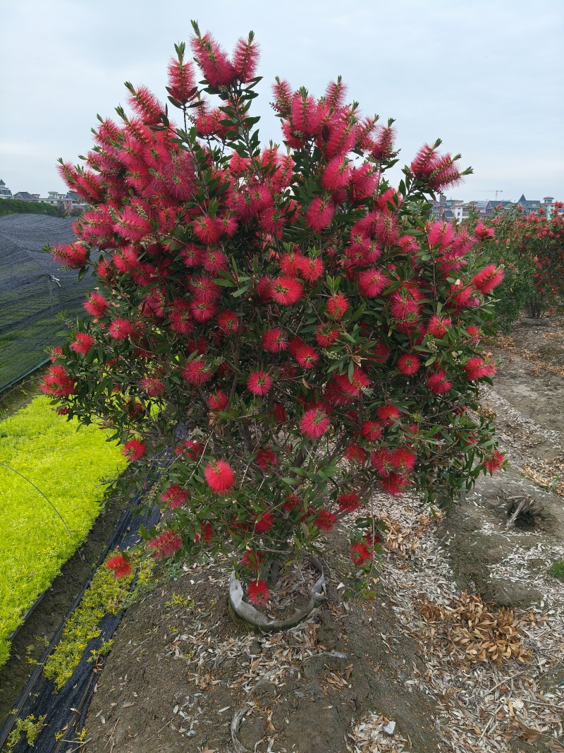 红千层30美植袋，冠幅1m、1.2m、1.5m，欢迎订购