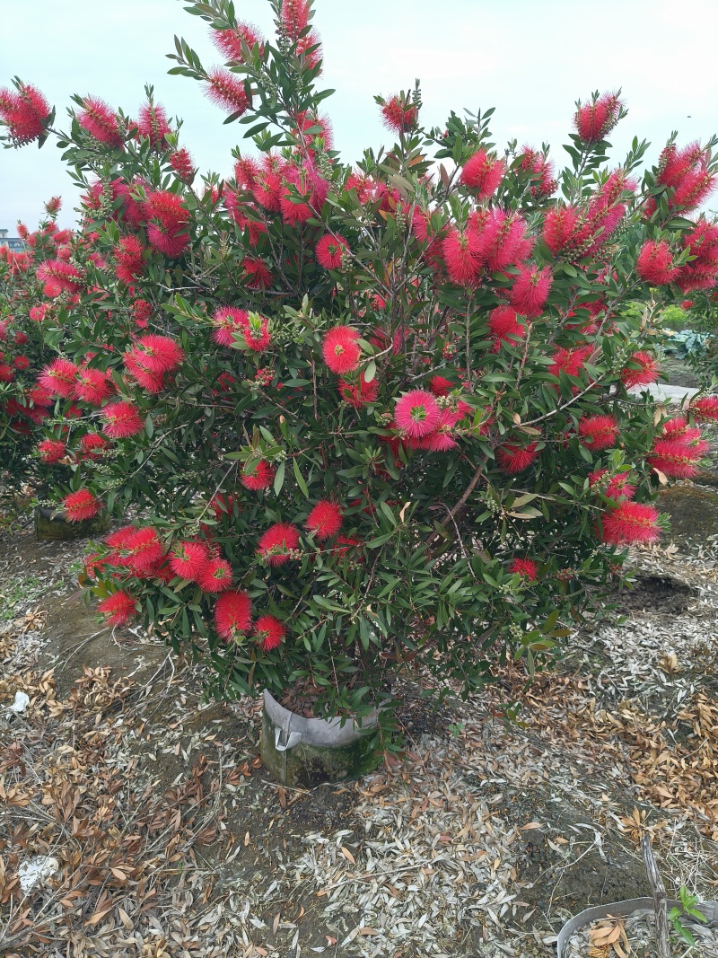 红千层30美植袋，冠幅1m、1.2m、1.5m，欢迎订购