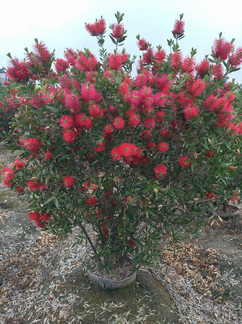 红千层30美植袋，冠幅1m、1.2m、1.5m，欢迎订购