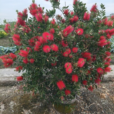 红千层30美植袋，冠幅1m、1.2m、1.5m，欢迎订购