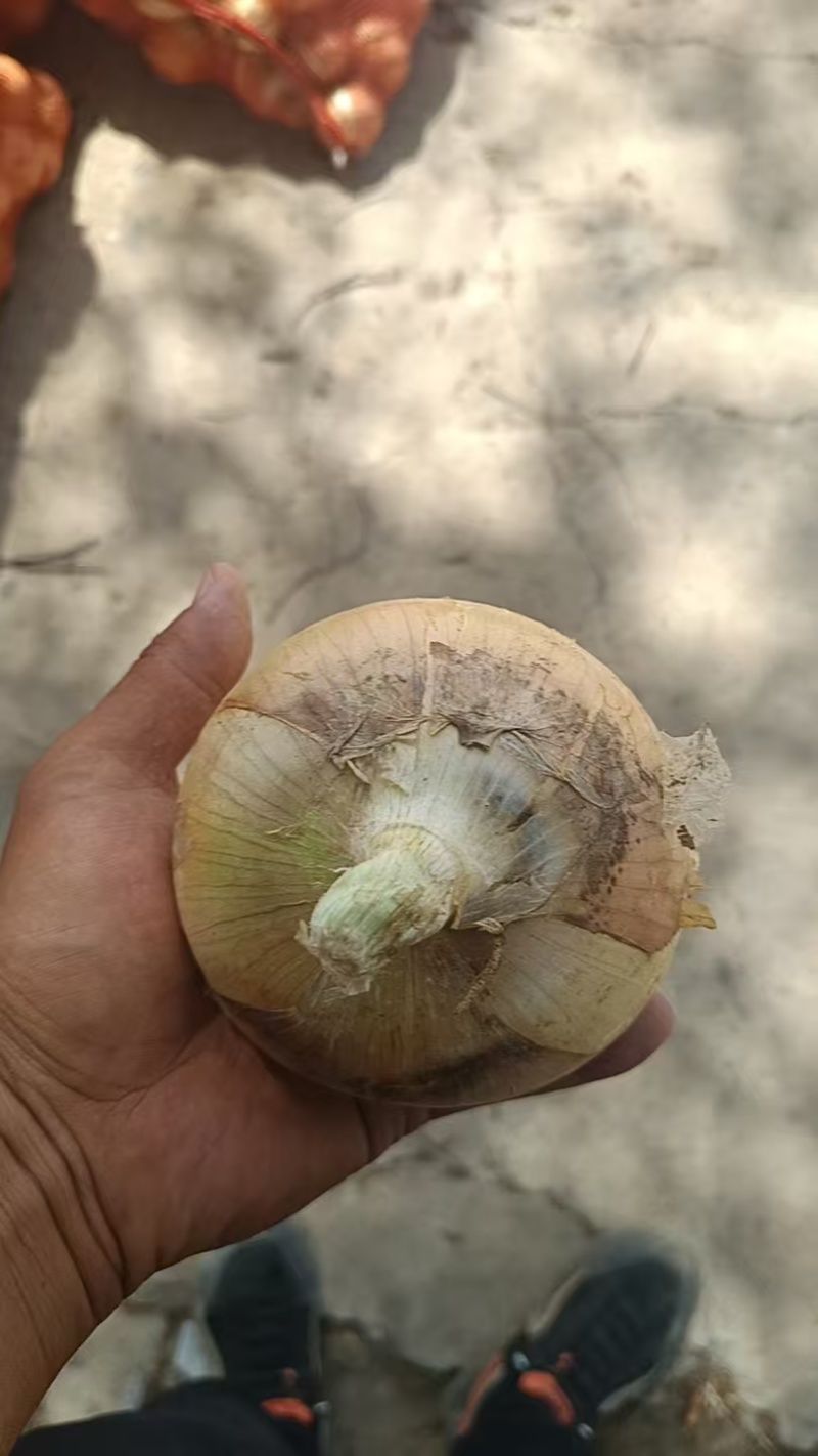 洋葱，黄洋葱红洋葱，现挖现装规格齐全，质量有保障……