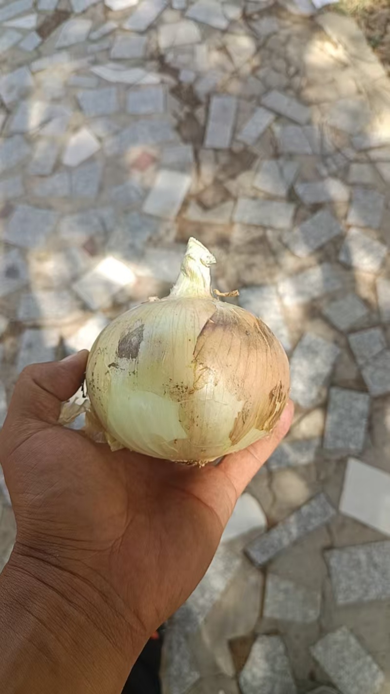洋葱，黄洋葱红洋葱，现挖现装规格齐全，质量有保障……