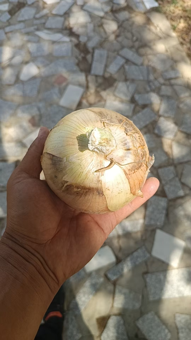 洋葱，黄洋葱红洋葱，现挖现装规格齐全，质量有保障……
