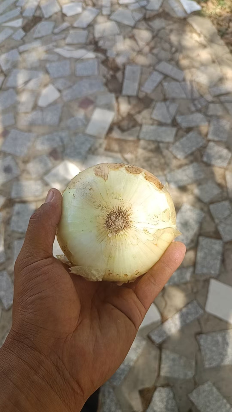 洋葱，黄洋葱红洋葱，现挖现装规格齐全，质量有保障……
