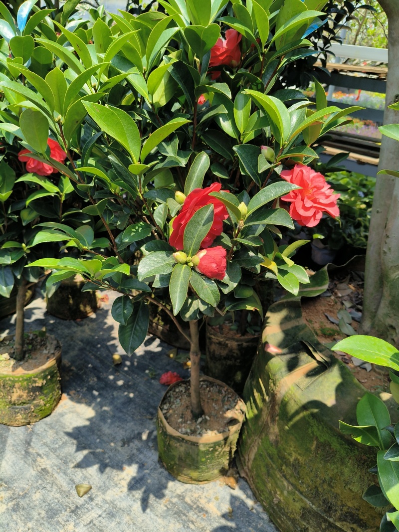 四季小茶花高度:80cm、1m、1.2m基地有量，欢迎购