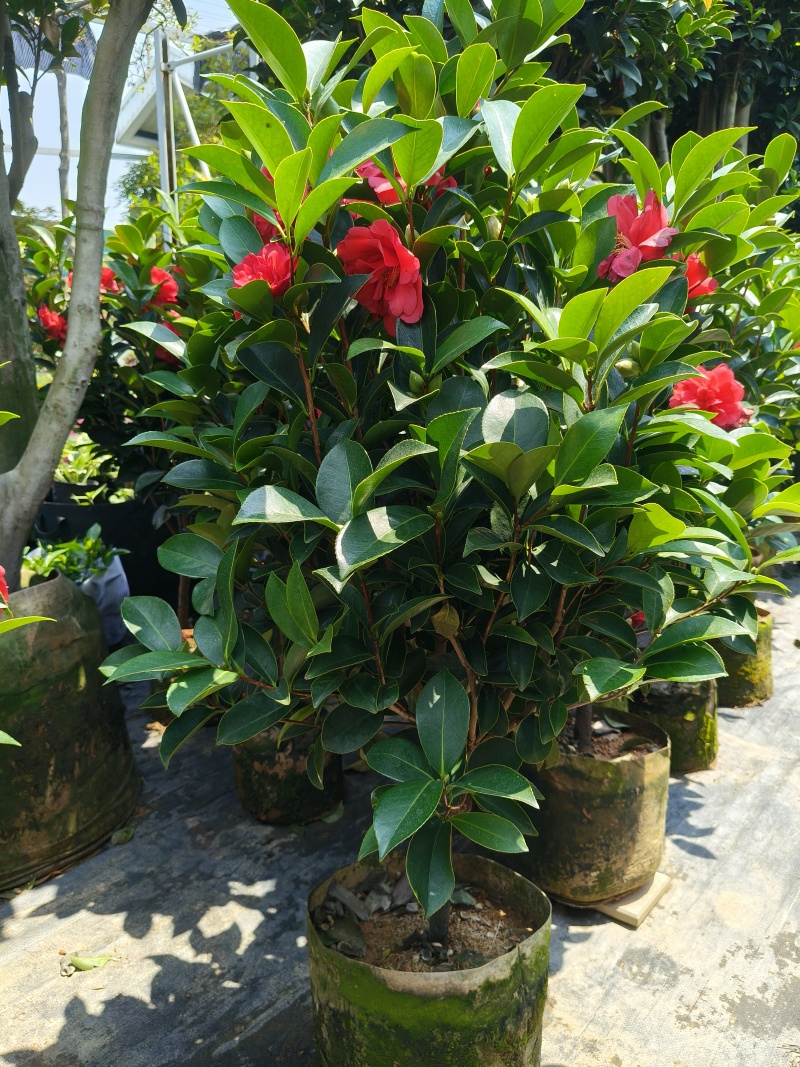四季小茶花高度:80cm、1m、1.2m基地有量，欢迎购