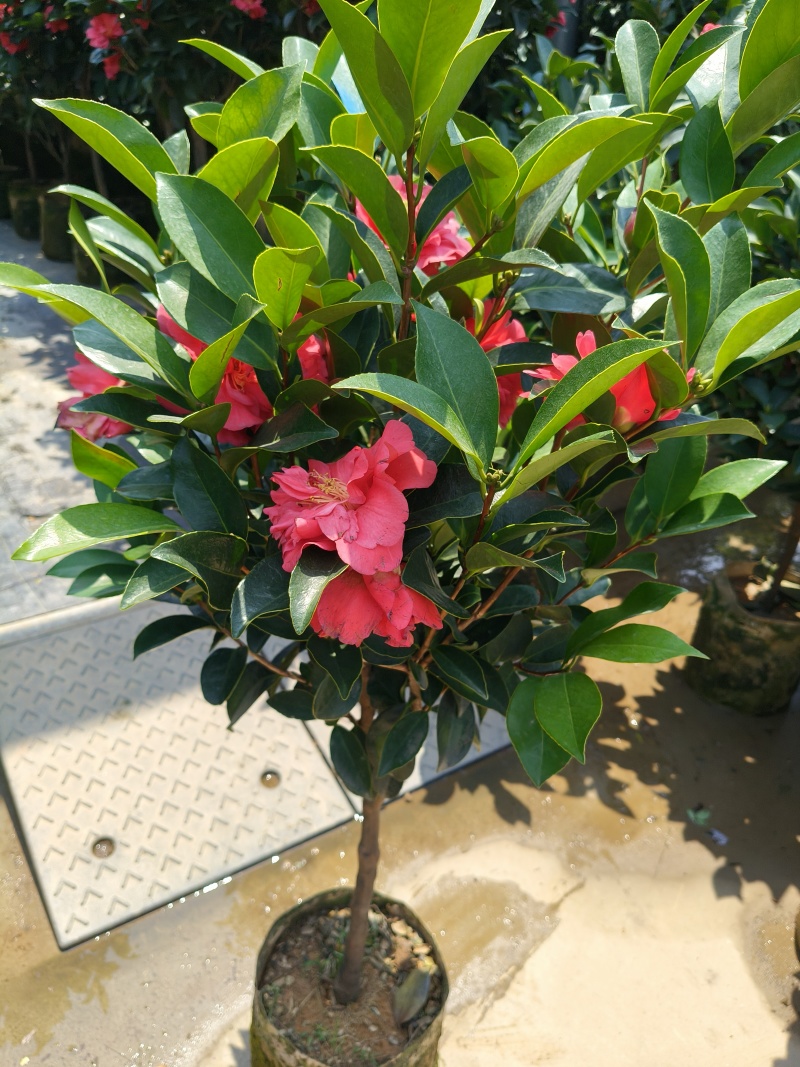四季小茶花高度:80cm、1m、1.2m基地有量，欢迎购