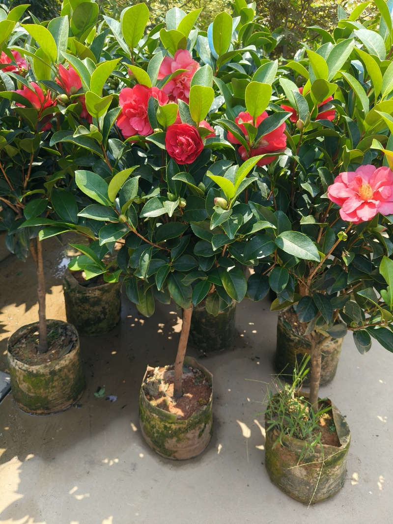 四季小茶花高度:80cm、1m、1.2m基地有量，欢迎购