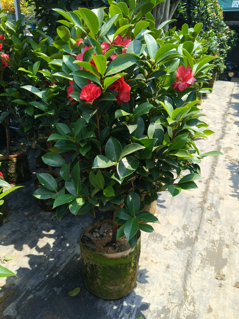 四季小茶花高度:80cm、1m、1.2m基地有量，欢迎购