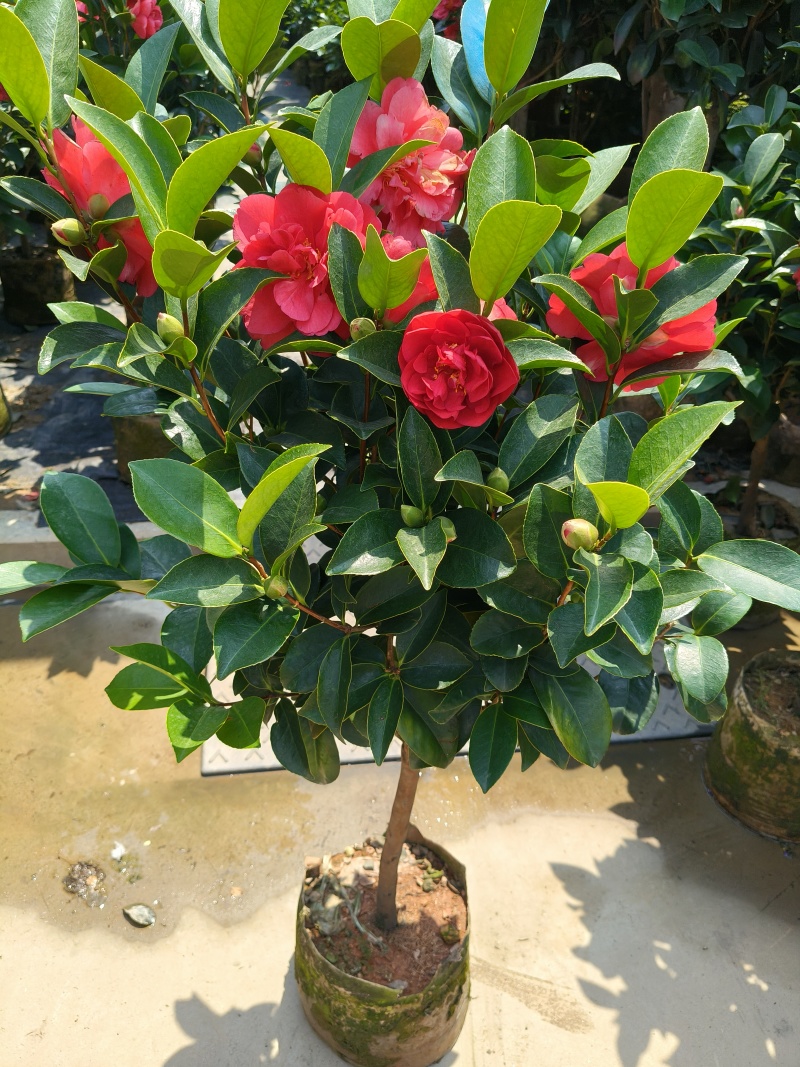 四季小茶花高度:80cm、1m、1.2m基地有量，欢迎购
