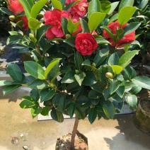四季小茶花高度:80cm、1m、1.2m基地有量，欢迎购
