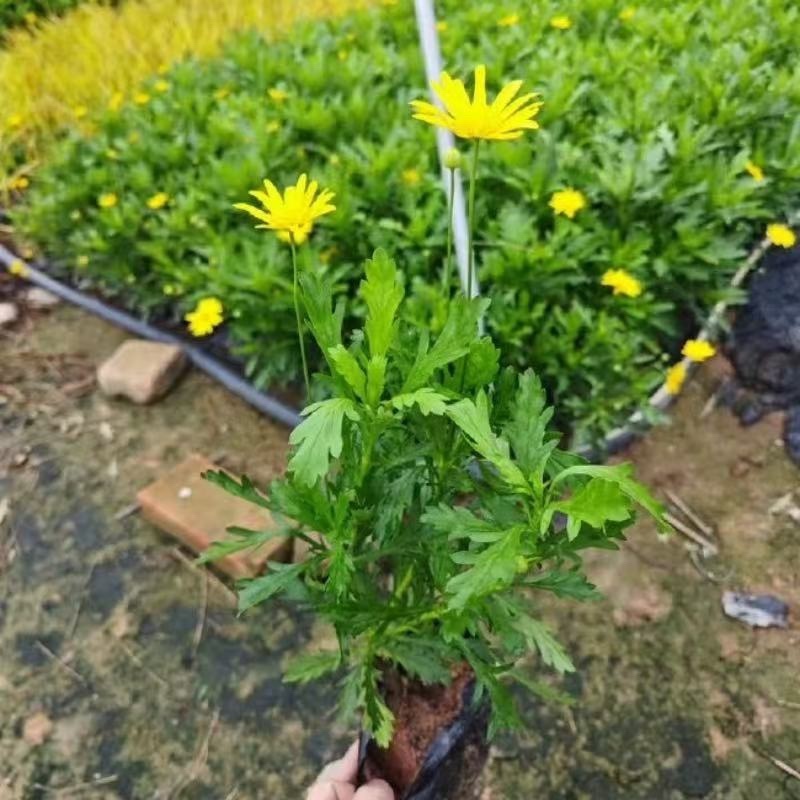 云南昆明基地直供绿化苗木/工程苗木/木春菊苗