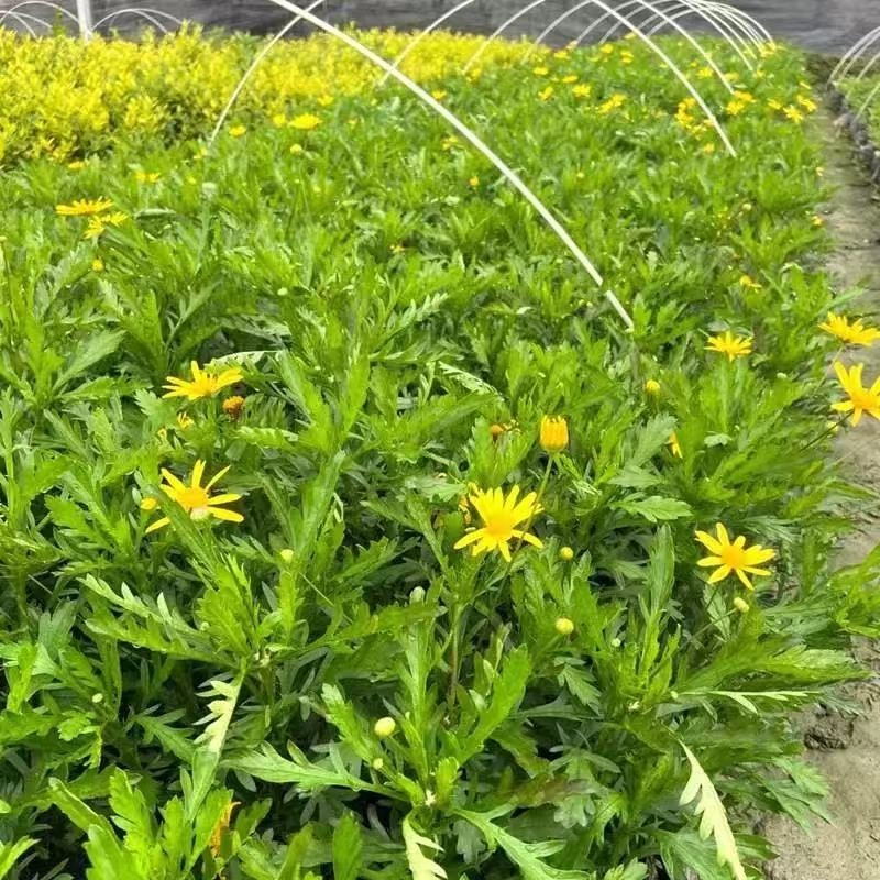 云南昆明基地直供绿化苗木/工程苗木/木春菊苗