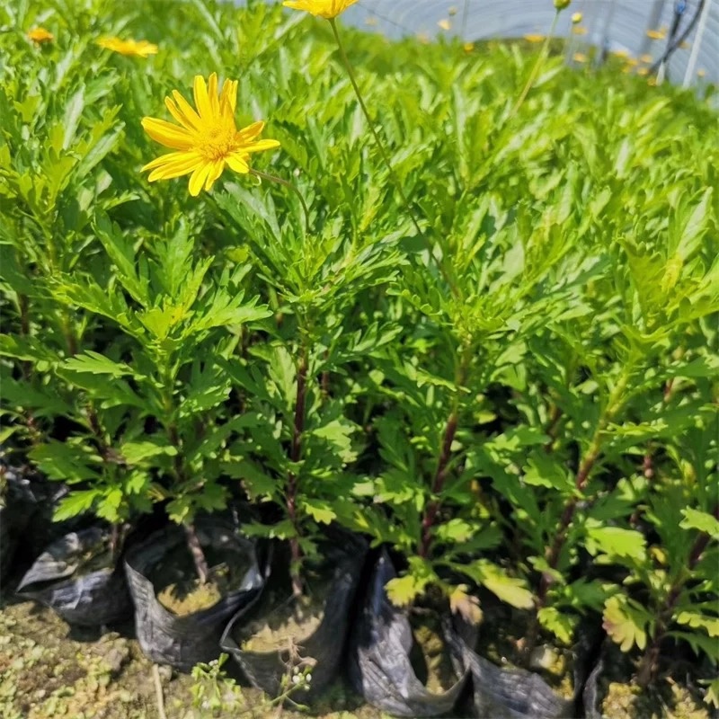 云南昆明基地直供绿化苗木/工程苗木/木春菊苗