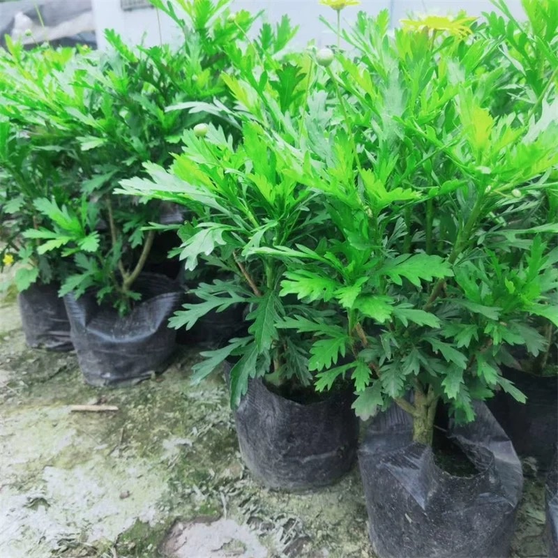云南昆明基地直供绿化苗木/工程苗木/木春菊苗