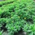 云南昆明基地直供绿化苗木/工程苗木/木春菊苗