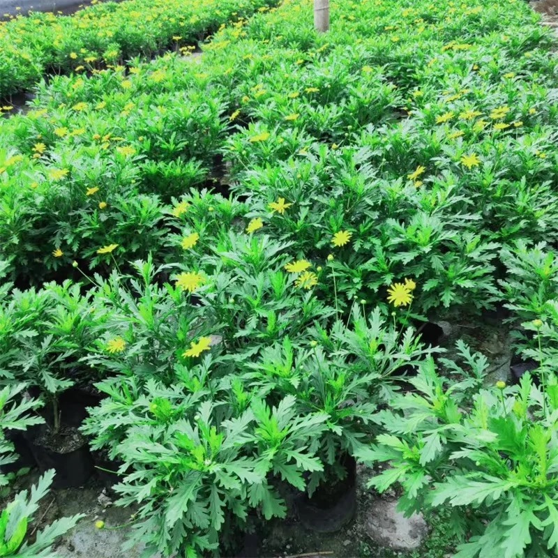 云南昆明基地直供绿化苗木/工程苗木/木春菊苗