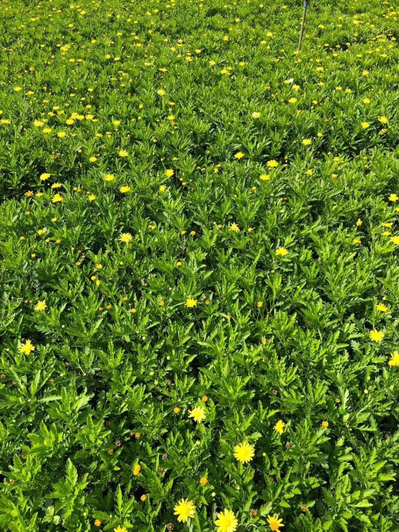 云南昆明基地直供绿化苗木/工程苗木/木春菊苗