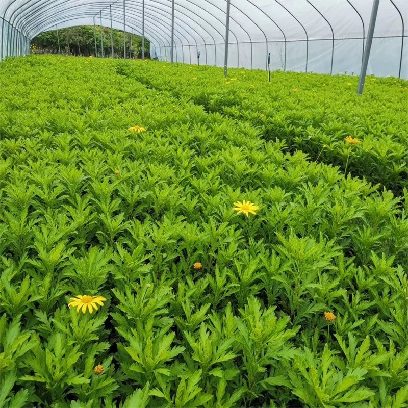 云南昆明基地直供绿化苗木/工程苗木/木春菊苗