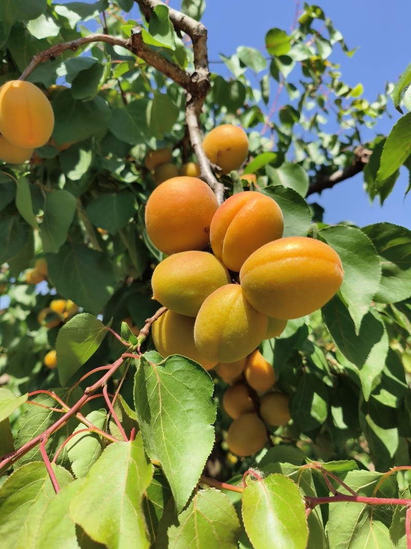 露天金太阳