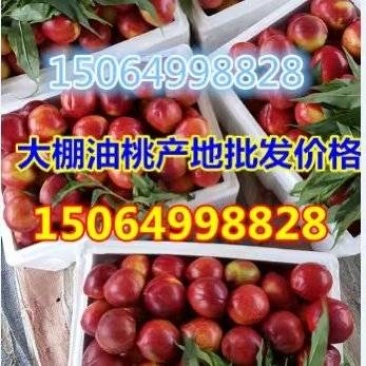 山东大棚油桃油桃四月初陆续大量上市，发货保质保量