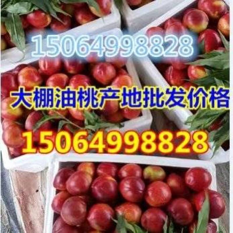 山东大棚油桃油桃四月初陆续大量上市，发货保质保量
