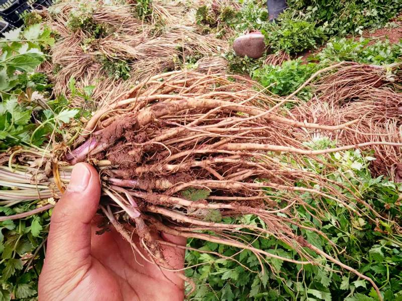 云当归药材大量有货基地直供品质优可视频看货欢迎咨询来电