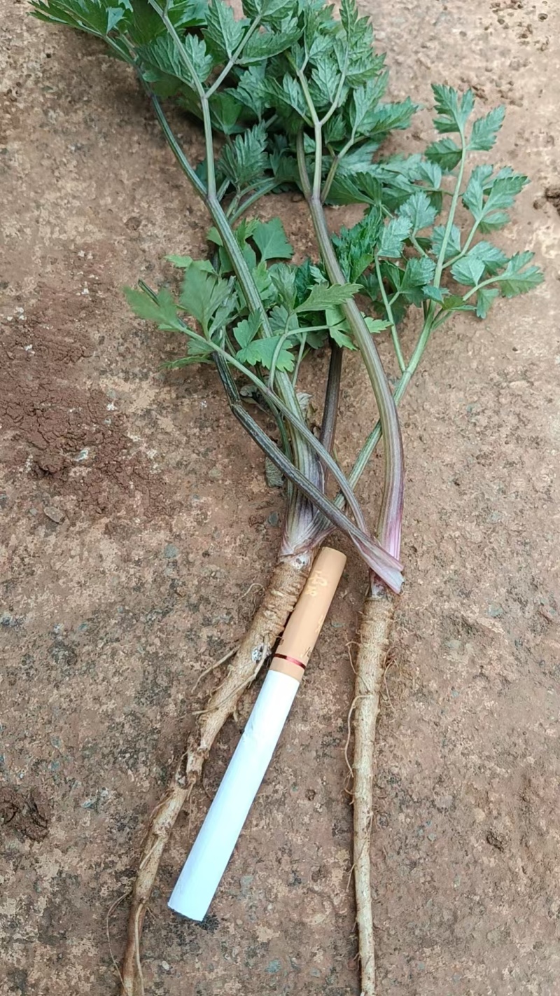 云当归药材大量有货基地直供品质优可视频看货欢迎咨询来电