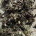 蒲公英，有根有花精品货