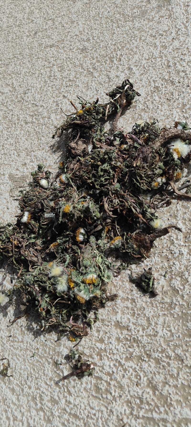 蒲公英，有根有花精品货