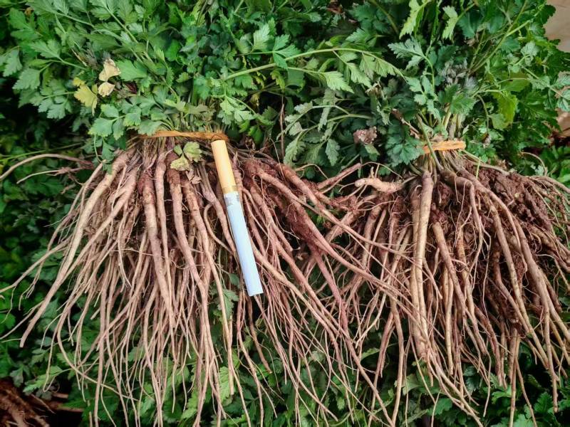 云当归药材大量有货基地直供品质优可视频看货欢迎咨询来电