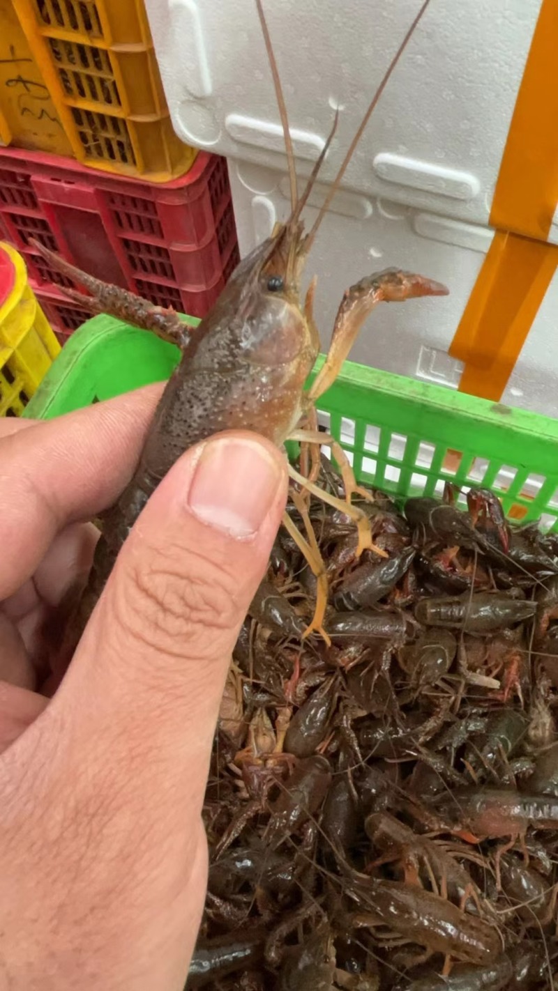 湖北潜江小龙虾，潜江虾谷直发有档口，欢迎咨询