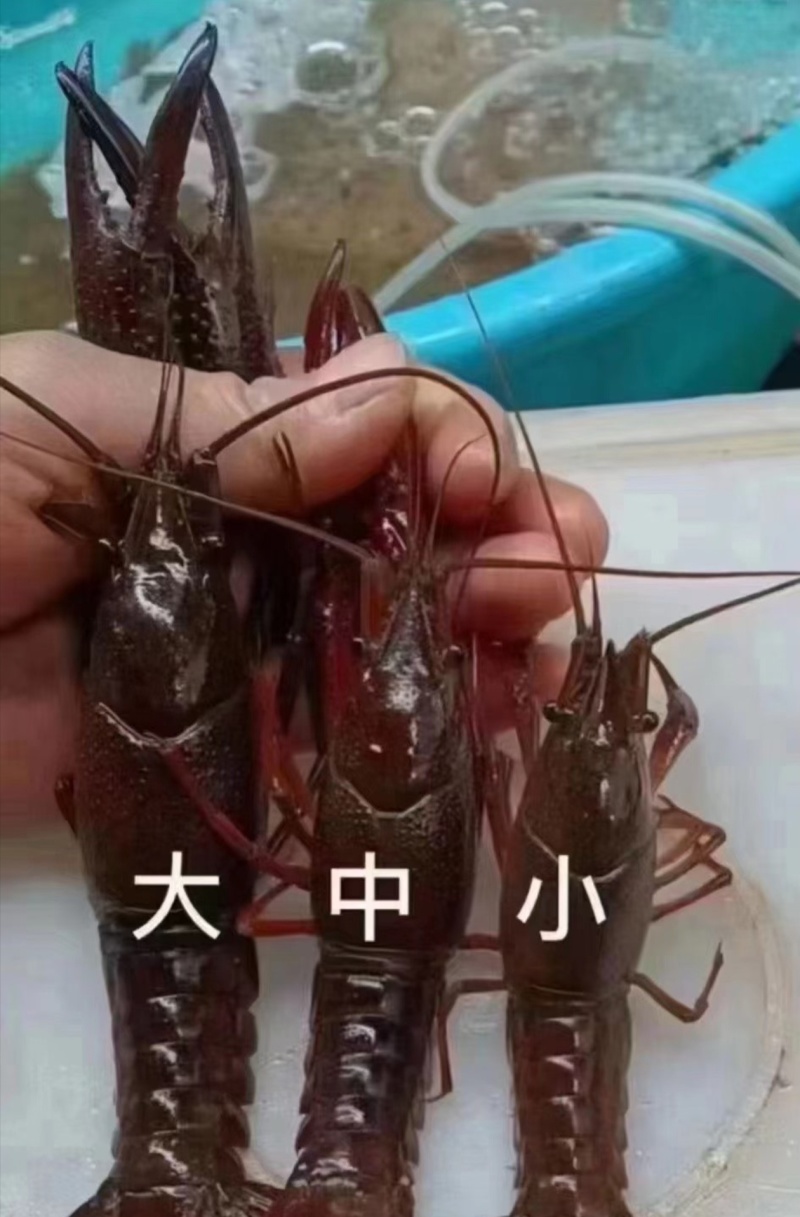湖北潜江小龙虾，潜江虾谷直发有档口，欢迎咨询