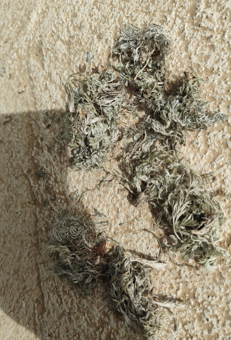 茵陈，纯前期货