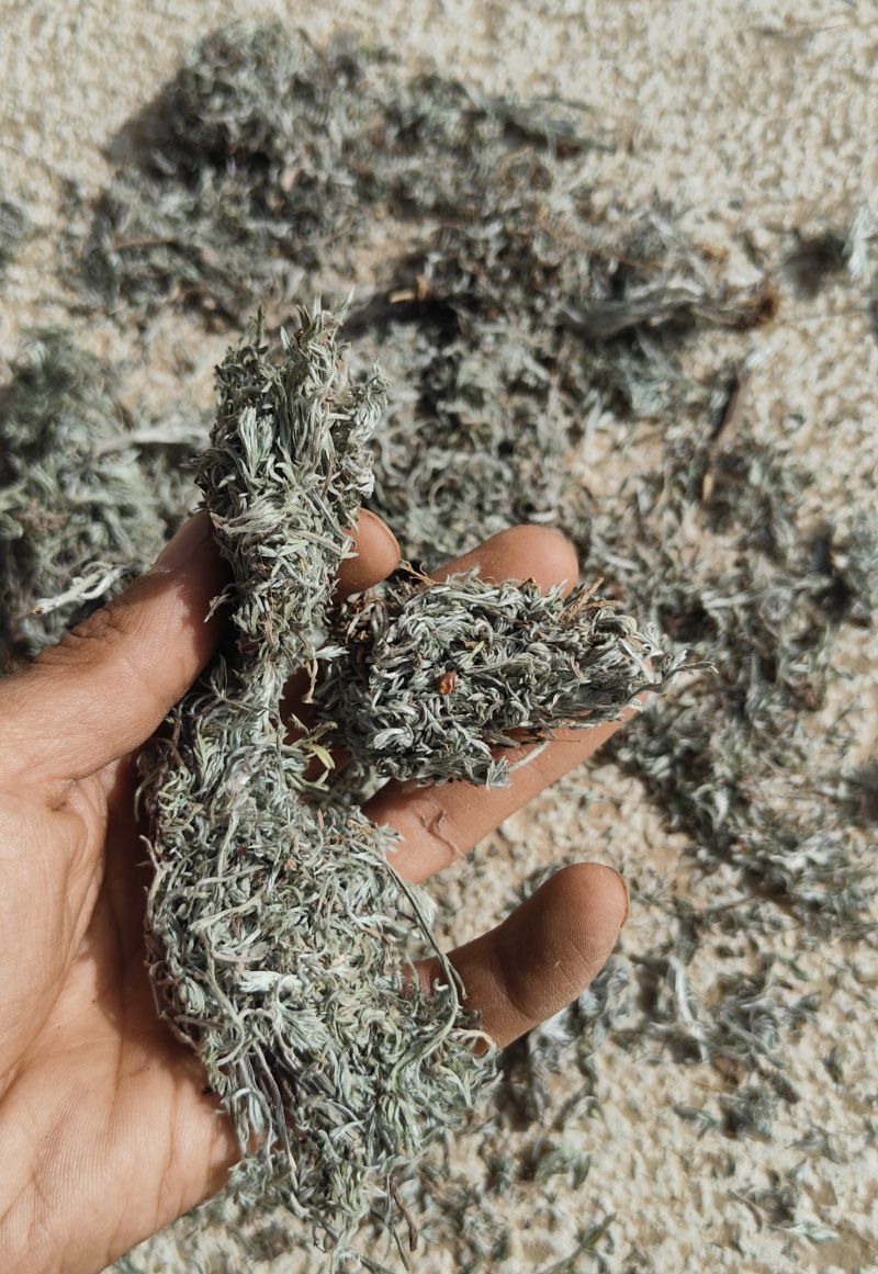 茵陈，纯前期货