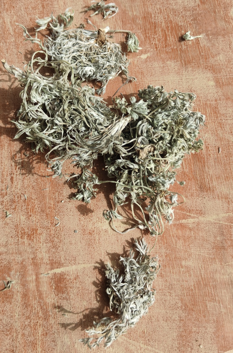 茵陈，纯前期货