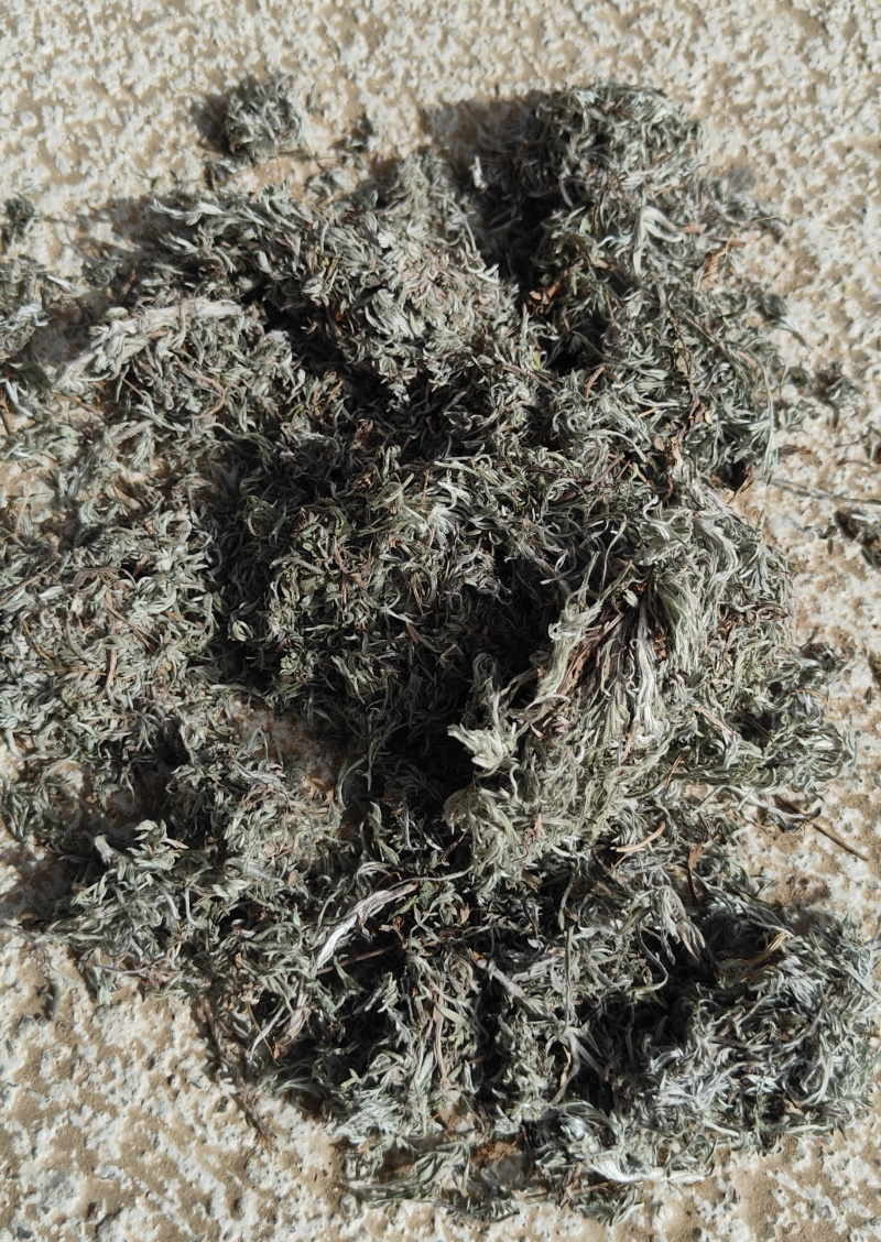 茵陈，纯前期货