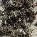 蒲公英，有根有花精品货