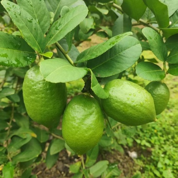 香水柠檬批发，有需要的可联系！