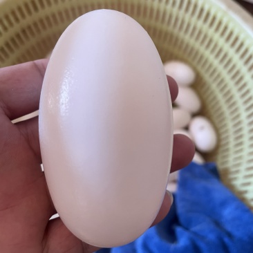 25年头批鳄鱼蛋个大真空包装鳄鱼蛋