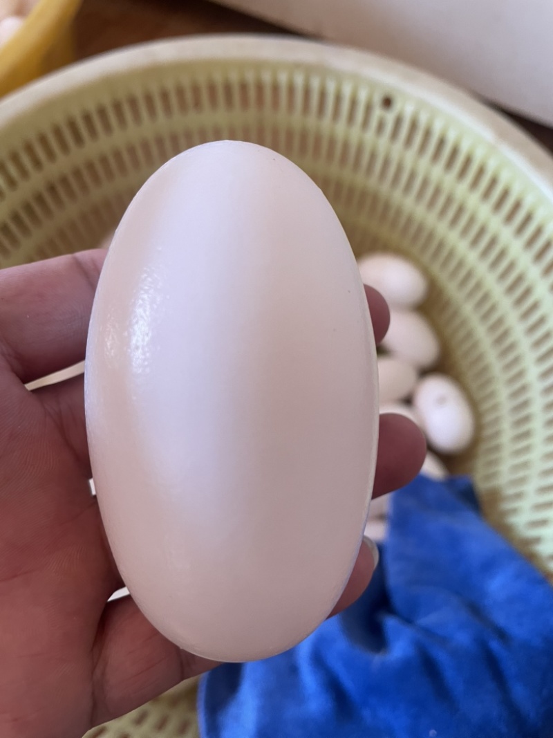 25年头批鳄鱼蛋个大真空包装鳄鱼蛋