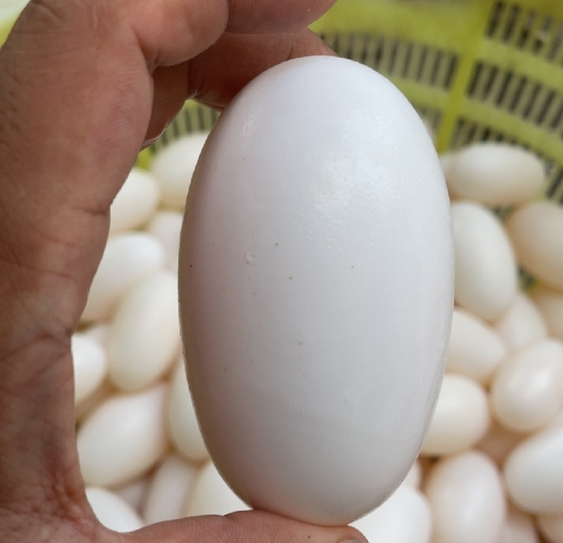 25年头批鳄鱼蛋个大真空包装鳄鱼蛋