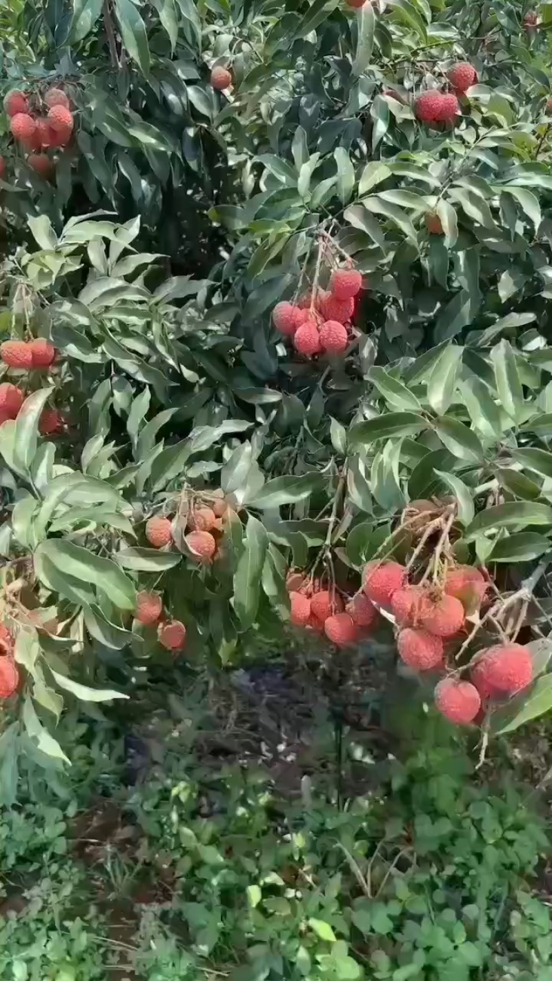海南热带水果，妃子笑荔枝