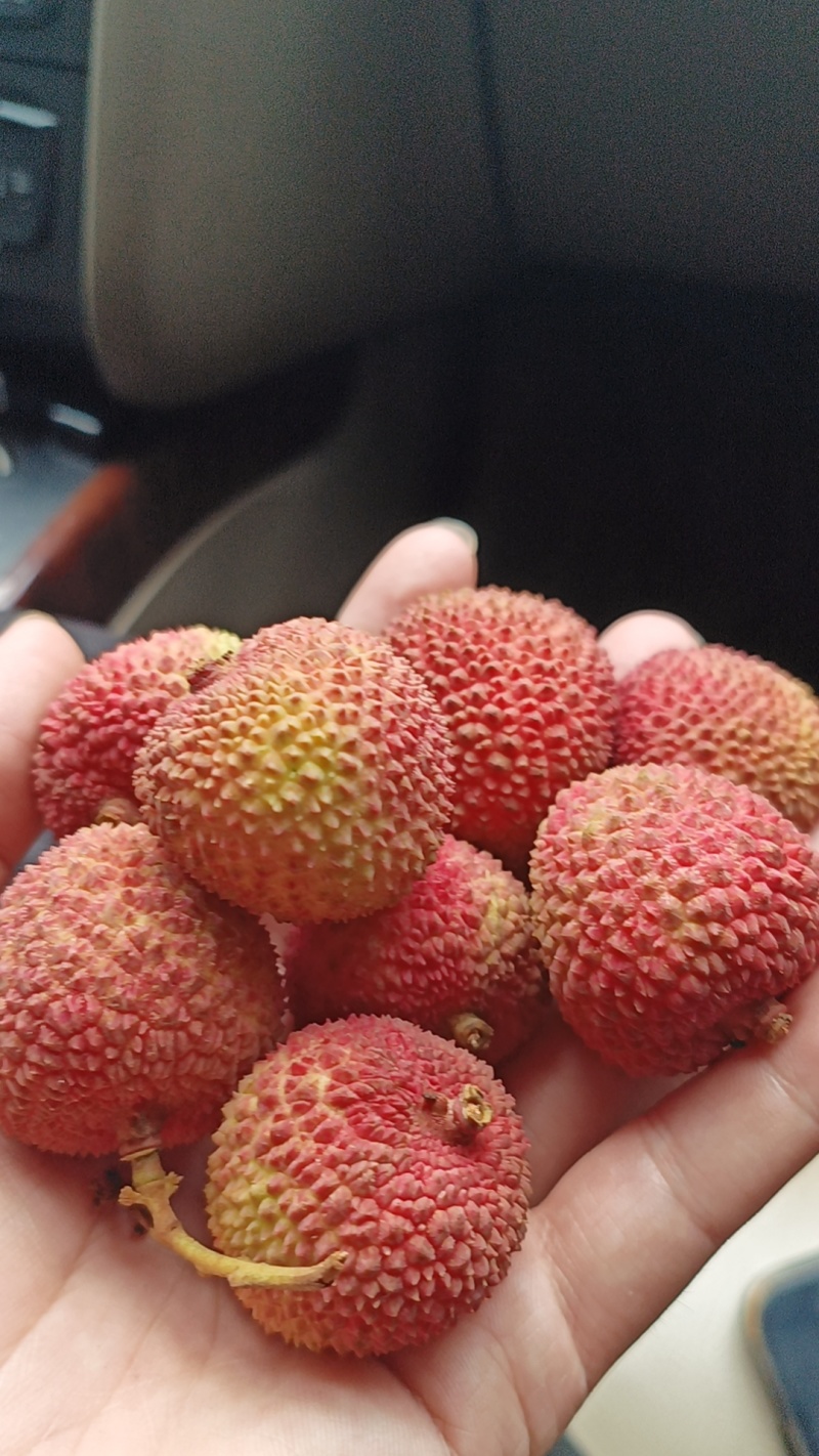 海南热带水果，妃子笑荔枝